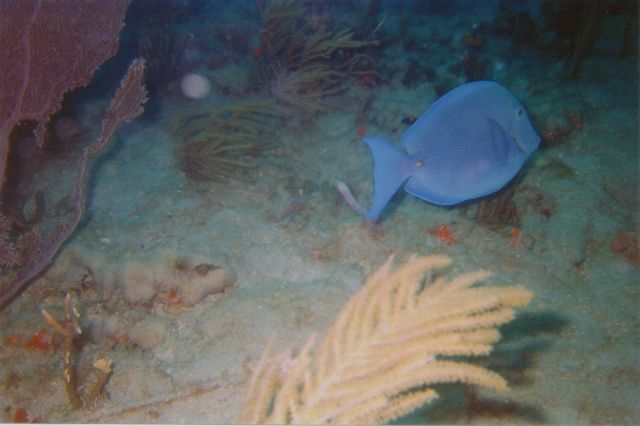 Lisa's Underwater Pics